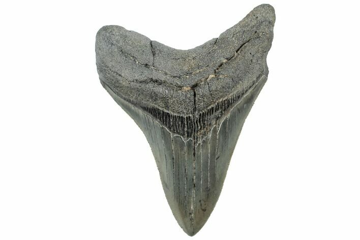 Serrated, Fossil Megalodon Tooth - South Carolina #312028